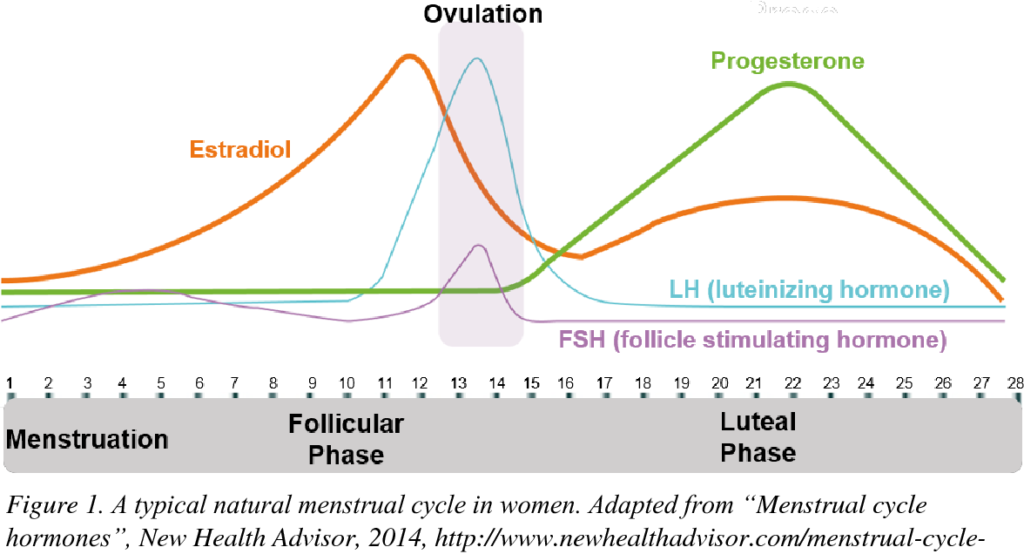Graph of hormone fluctuations throughout a menstrual cycle.